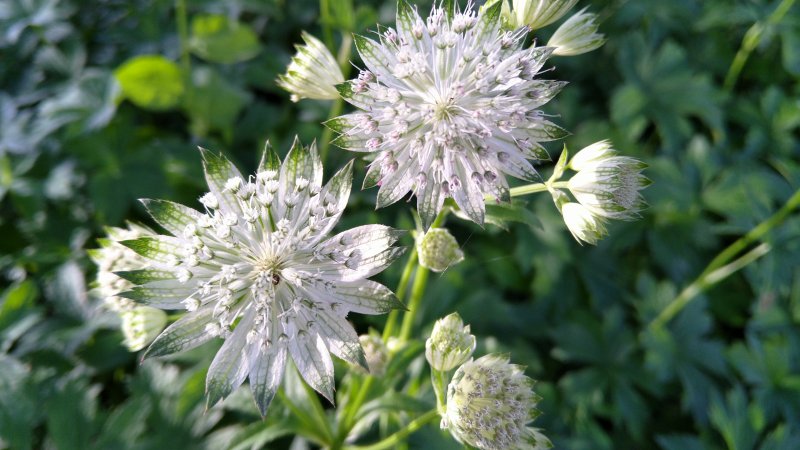 Astrantia major 'Shaggy' Астранция крупная